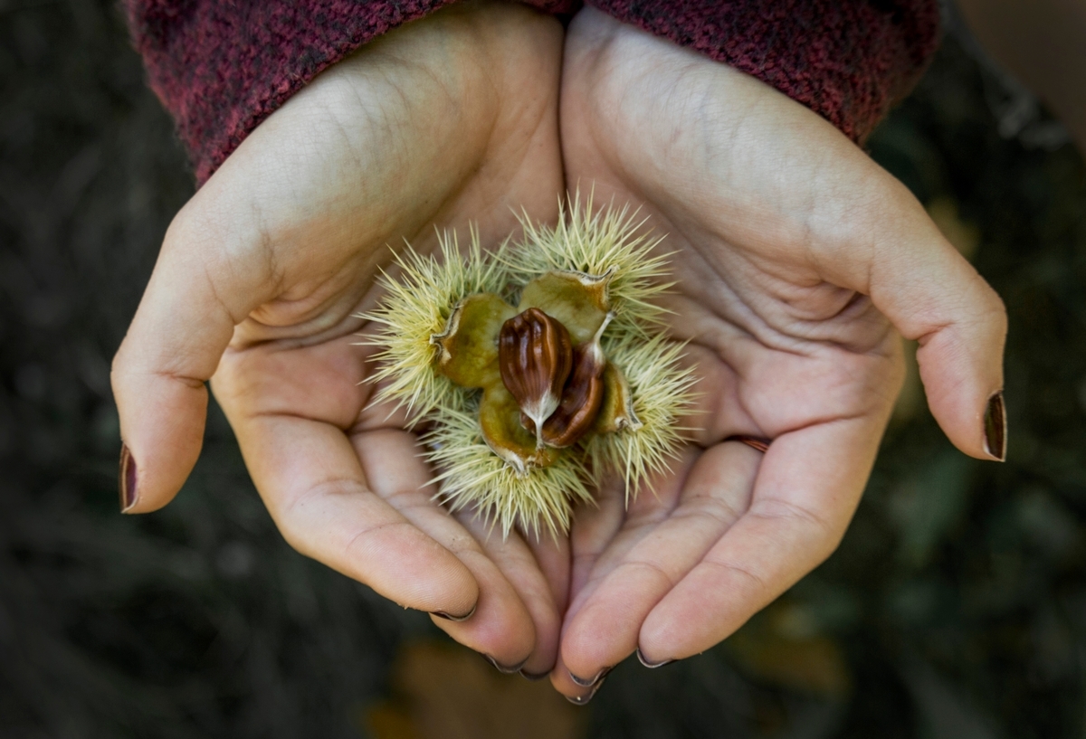 castagne